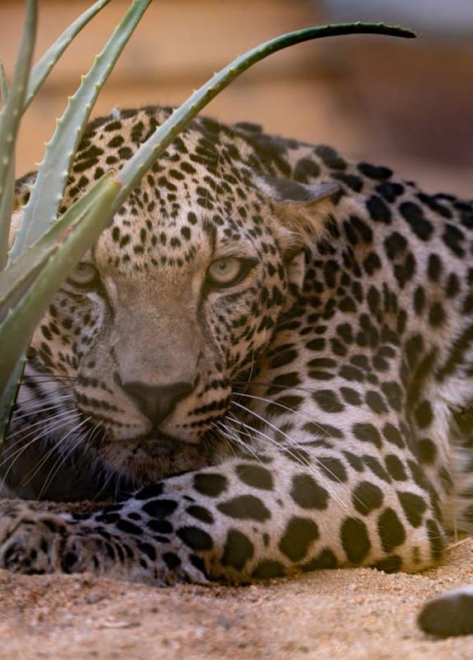 بين الجبال الشامخة والسواحل البكر… كيف أصبحت المحميات الطبيعة في المملكة جزءًا من منظومة السياحة العالمية؟