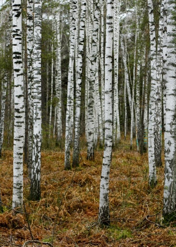 العثور على فتاة صغيرة تاهت في غابات سيبيريا لمدة 6 أيام