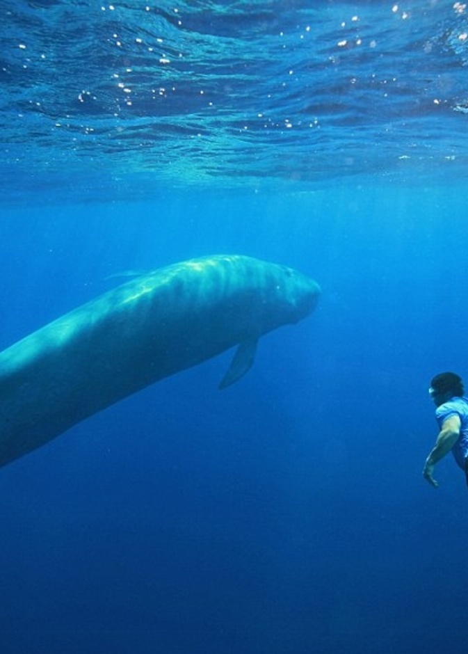 السباحة مع "الحوت الأزرق" 