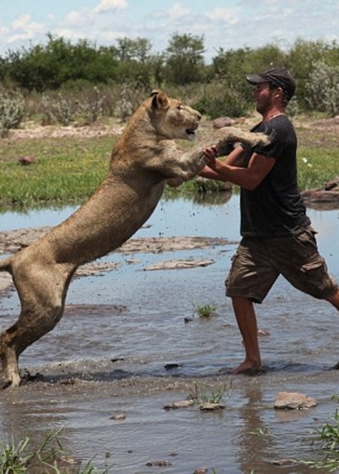 شاب أنقذ لبوة من الموت.. وعلمها الصيد 