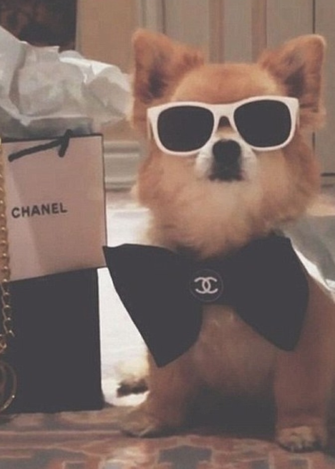 كلاب تعيش حياة مرفهة تفوق الخيال