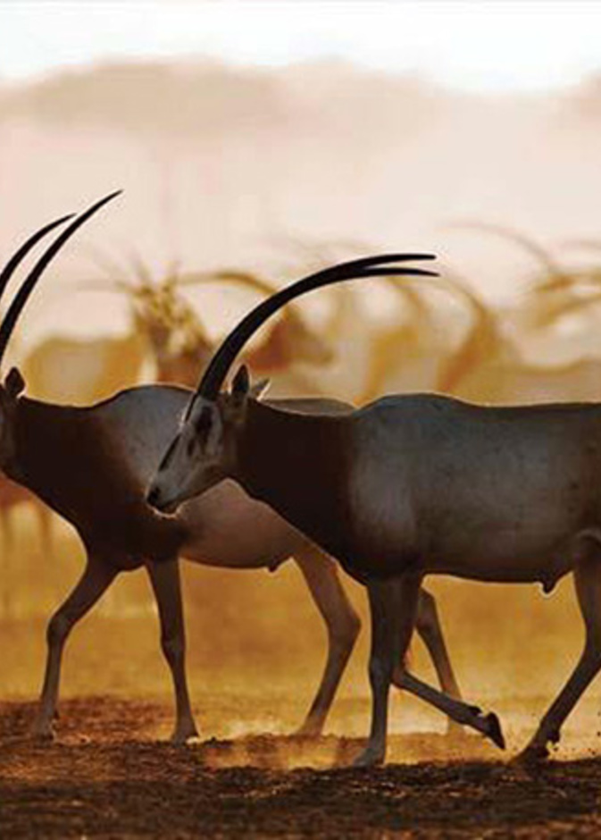 الوجهة الطبيعية البرية في إمارة أبوظبي