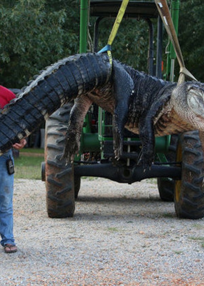 بالصور: عائلة تصطاد التمساح الأضخم في العالم 