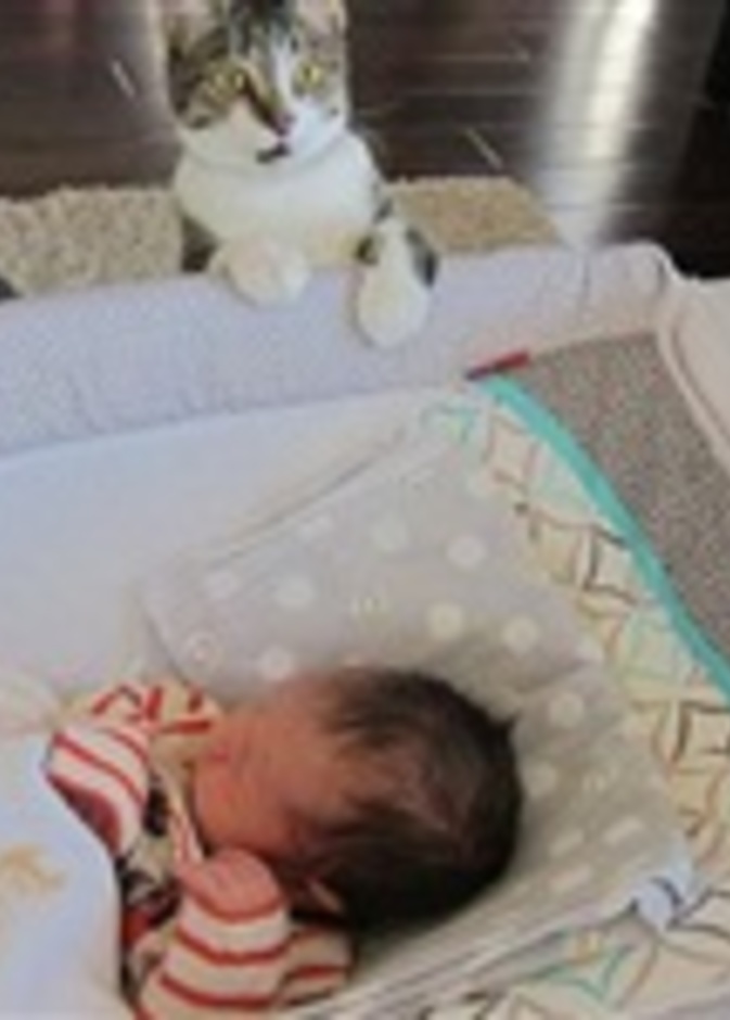 ردة فعل ظريفة لقطة تفاجأت بقدوم مولود جديد 