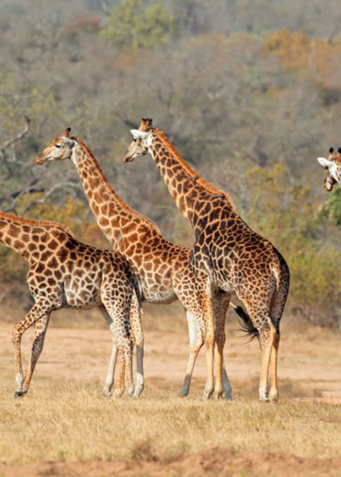 دليلك لقضاء رحلة سفاري رائعة في جنوب أفريقيا
