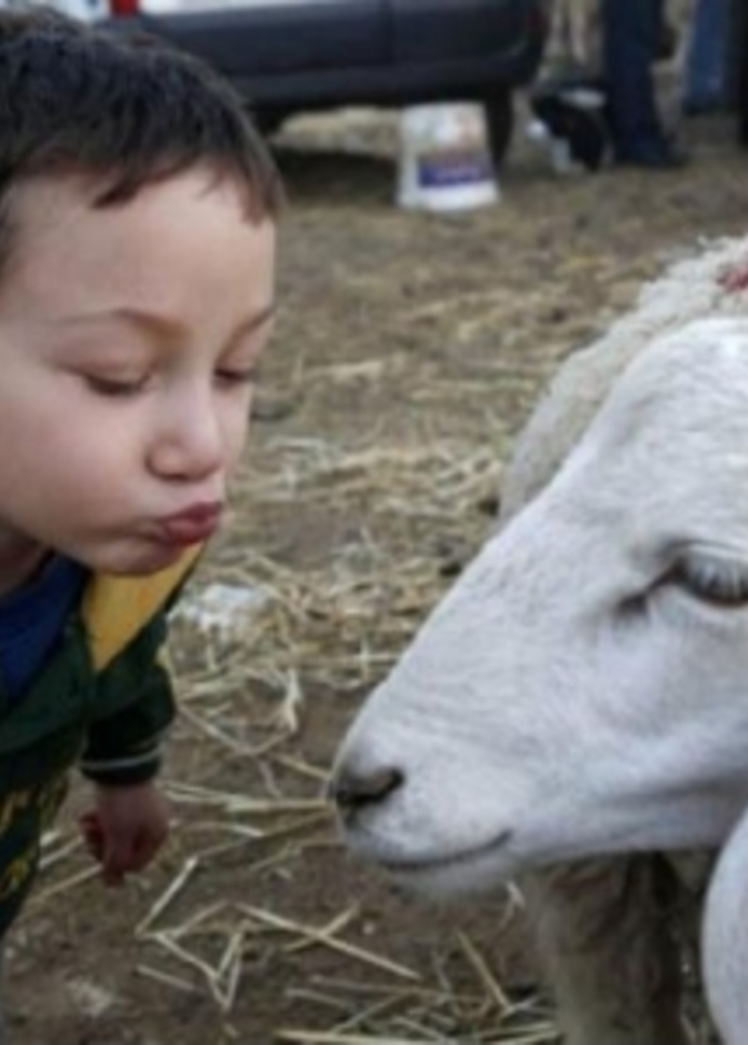 ذبح خروف العيد أمام الأطفال... بين رفض الأمهات وإصرار الآباء