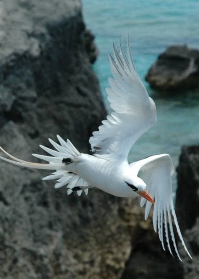 برمودا جزيرة الشعراء