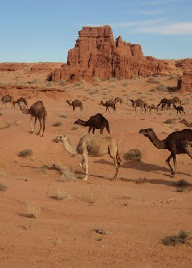 بالفيديو: قطار يصطدم بجمال في الصحراء