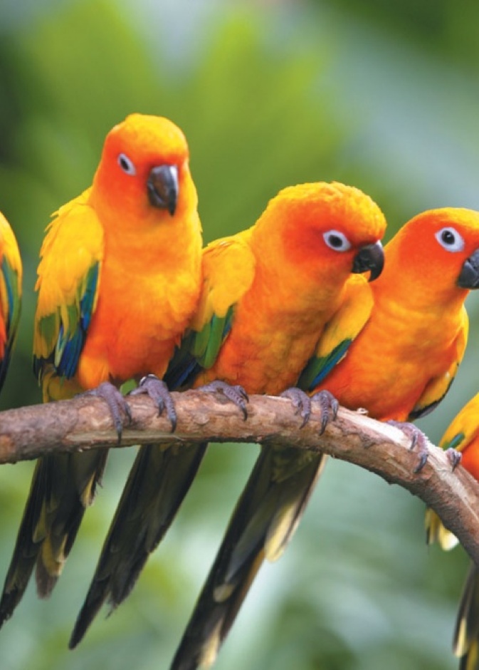 فيديو.. تعطّل طائرة في أجواء بيروت بسبب الطيور