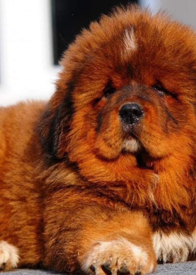 جرو Tibetan Mastiff يتصدر قائمة أغلى كلاب العالم