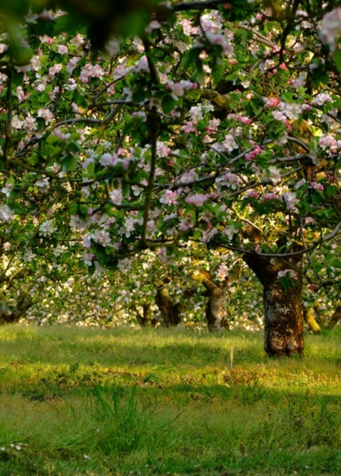 Armagh Apple Orchards