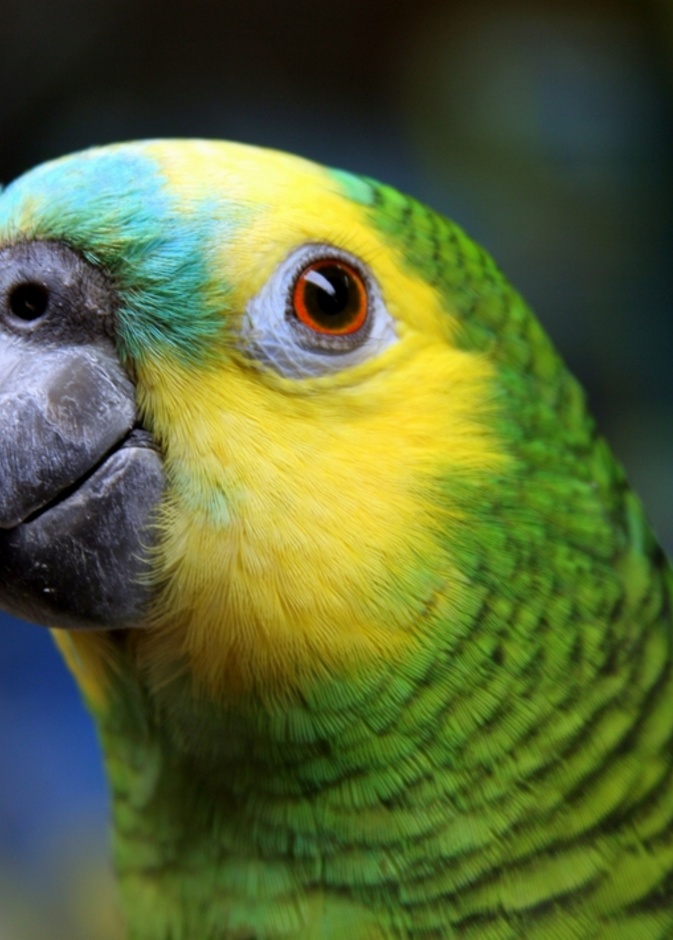 بالفيديو: ببغاء يقرأ القرآن الكريم