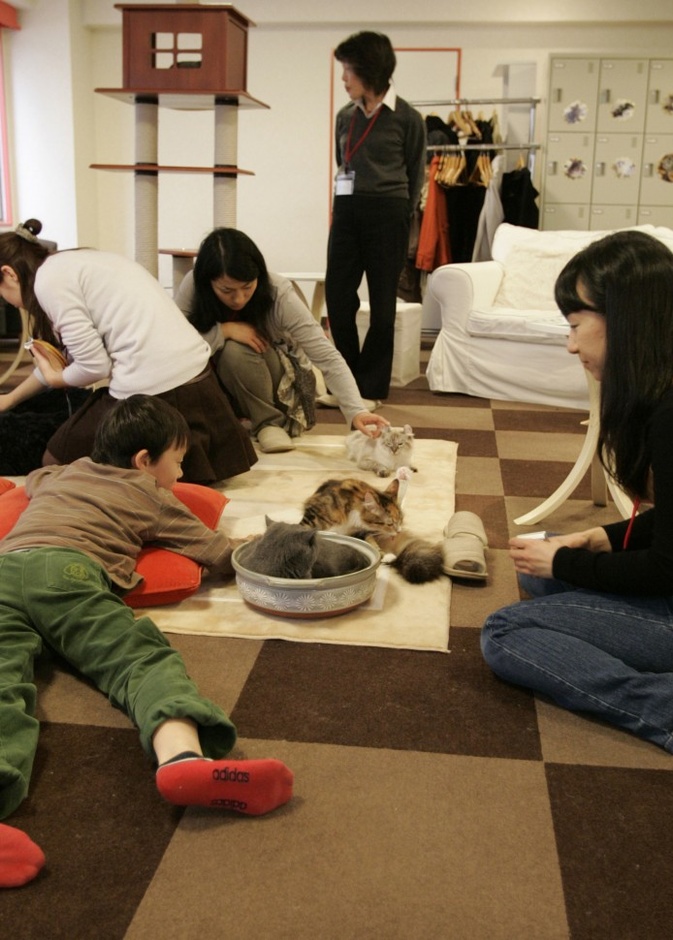 مقهى للعب مع القطط في نيويورك 