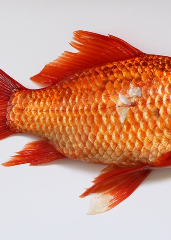 بالفيديو.. سمكة مُعدّة للأكل تقفز من طبق التقديم