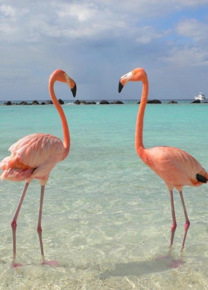 Flamenco Beach... عندما يرقص الفلامنكو على أجمل شواطئ العالم