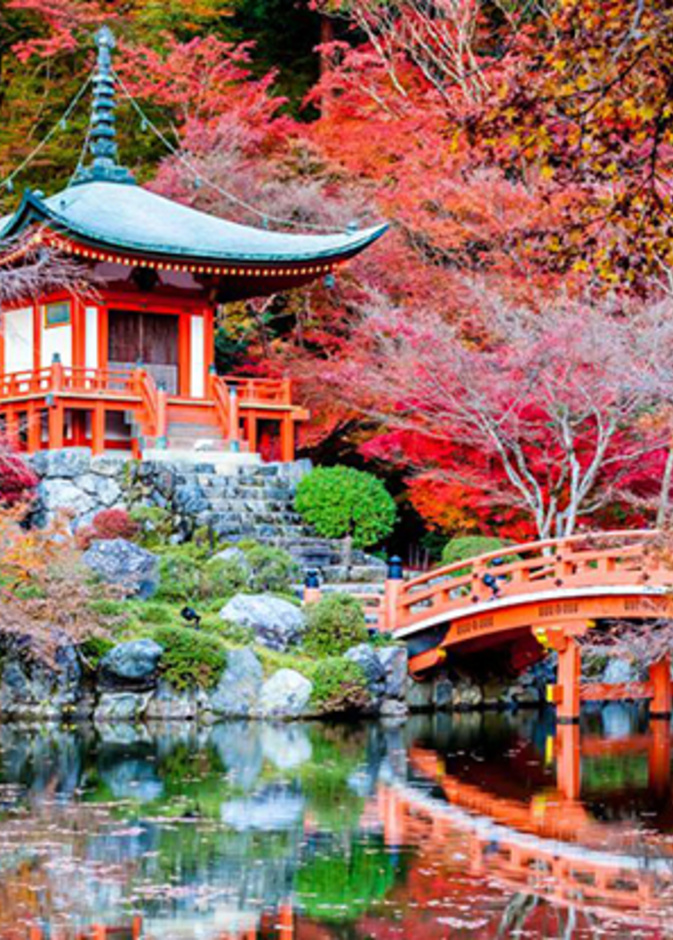 أجواء ساحرة في مدينة كيوتو خلال موسم تفتح زهر الكرز