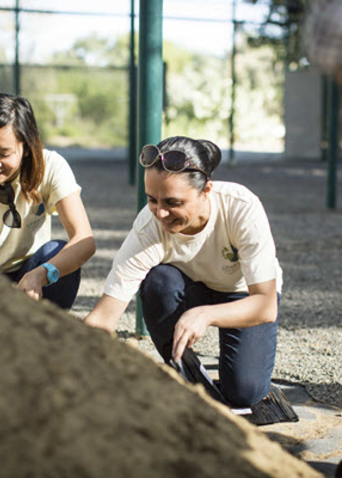 الريتز-كارلتون يساعد على الحفاظ على شجرة الغاف 