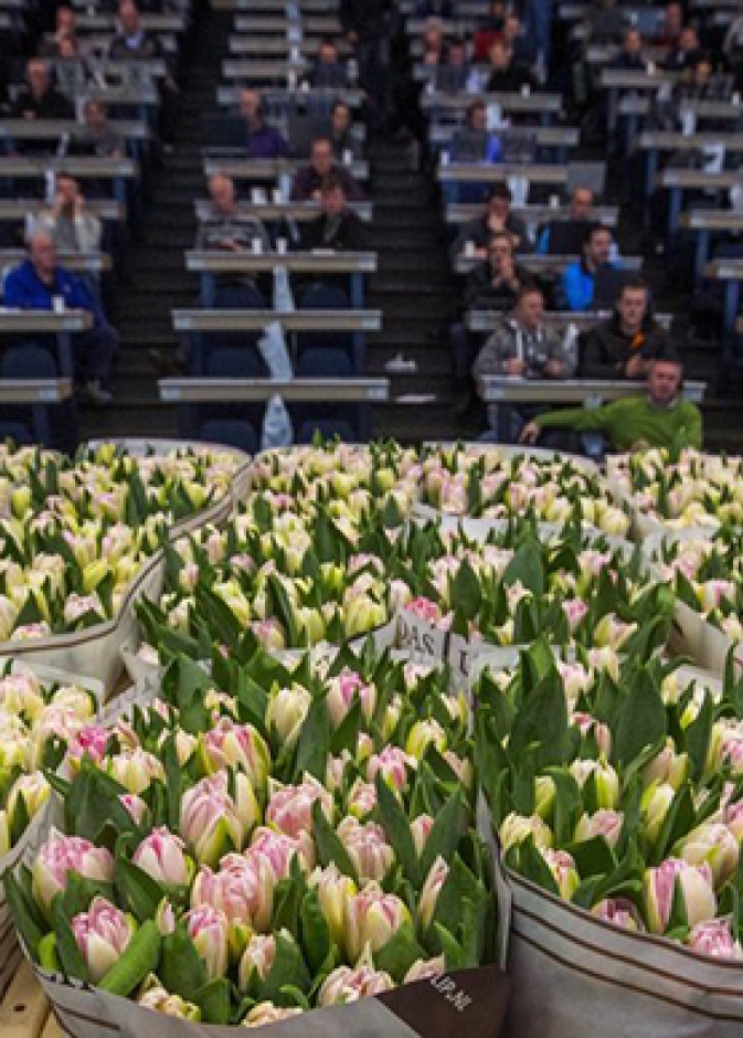 سوق الورود في هولندا مقصد للسواح