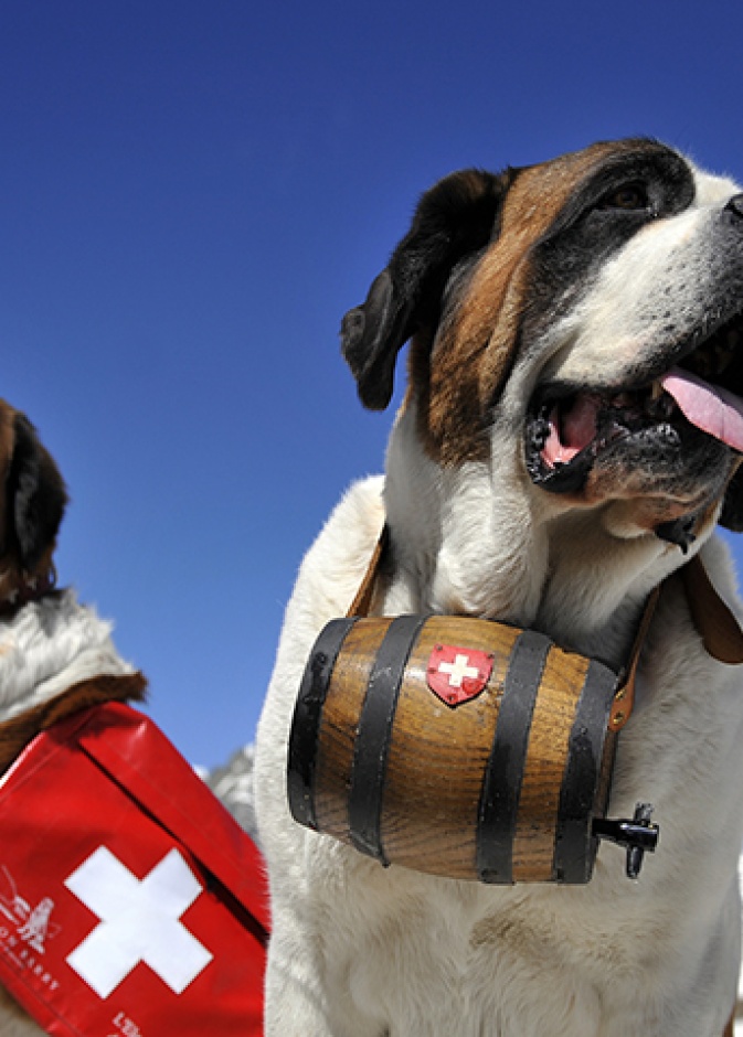 منع صور الـ"سيلفي" مع أشهر الكلاب السويسرية!