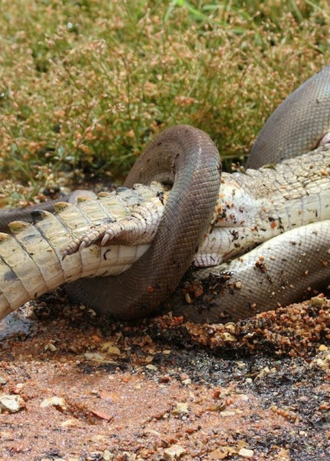ثعبان طوله 8 امتار يبتلع تمساحا