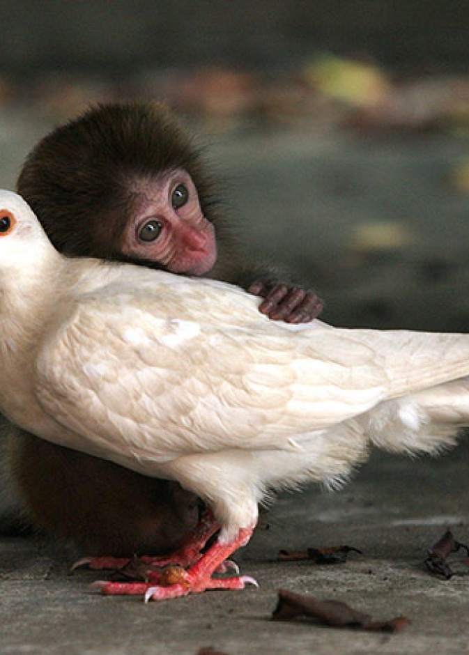 لحظة حنان بين صغير القرد وحمامة ... هذا هو السلام