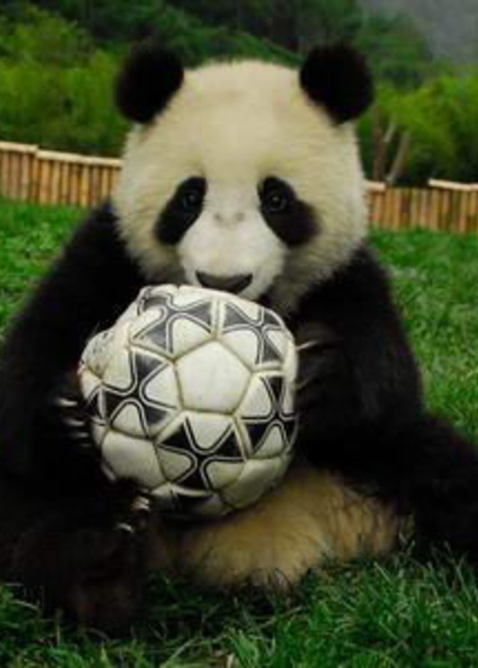 صغار الباندا تتوقع نتائج مباريات كأس العالم