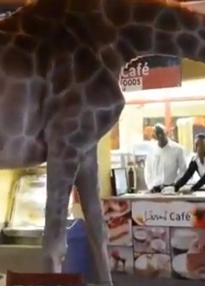 بالفيديو: زرافة تتجول داخل مطعم