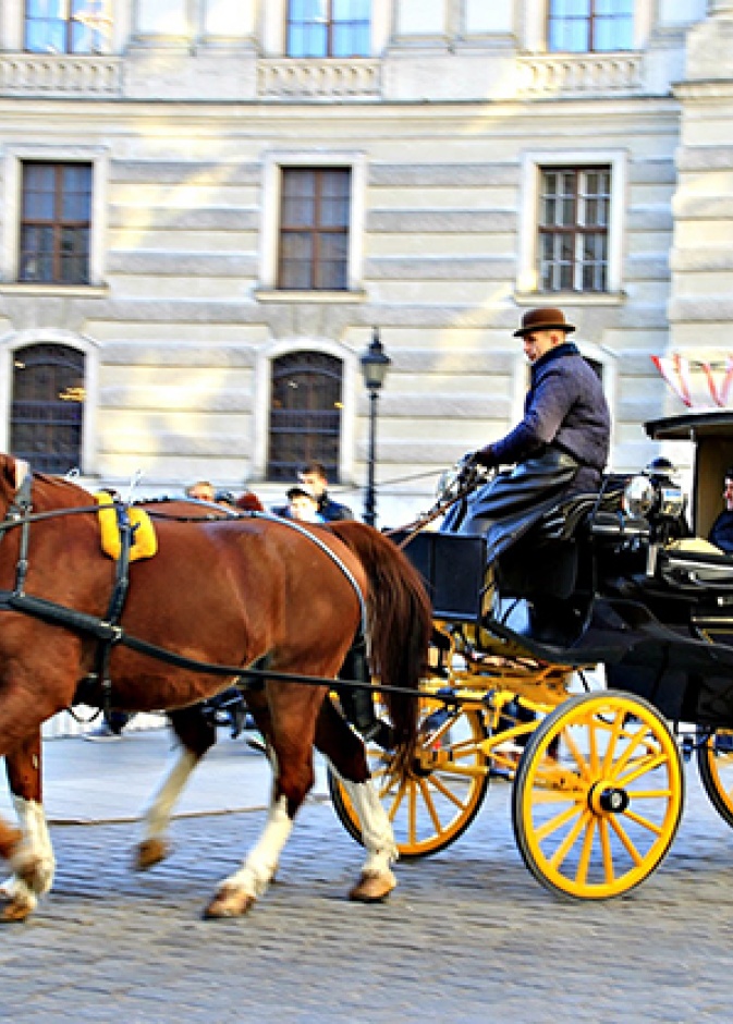 جولات الأحصنة في شوارع فيينا