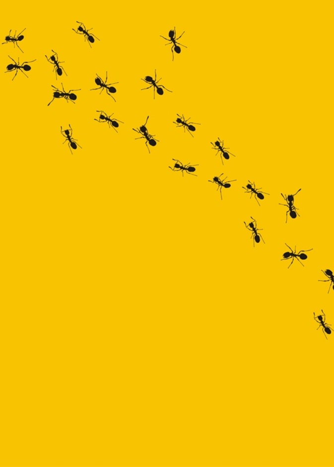 نصائح سهلة للتخلص من النمل في مطبخك