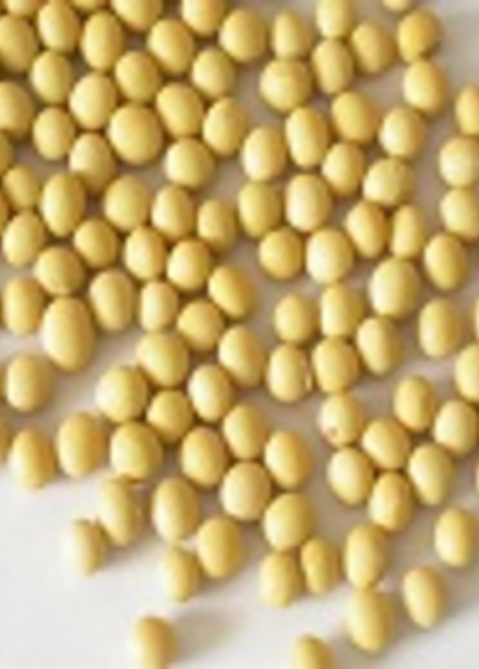 فول الصويا للوقاية من هشاشة العظام