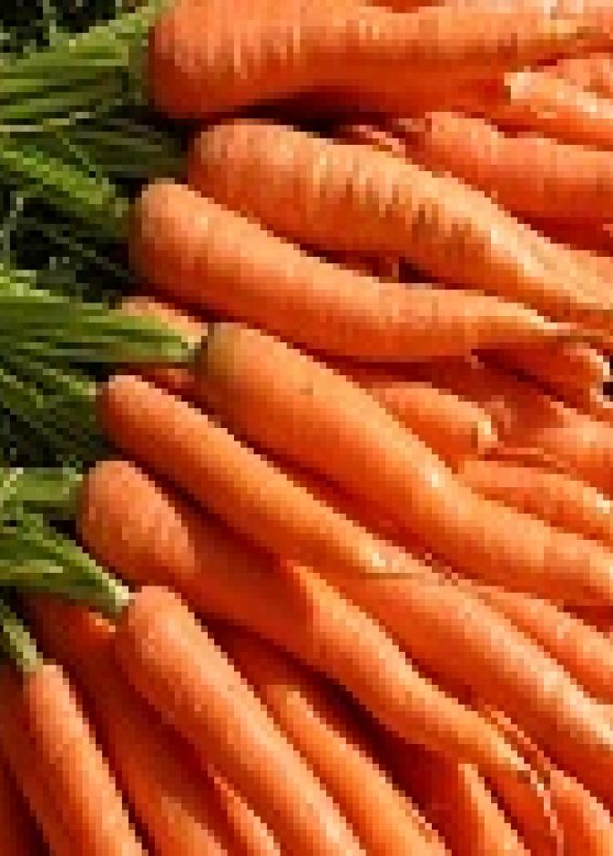 جزرة يومياً.. تحمي من سرطان الرئة