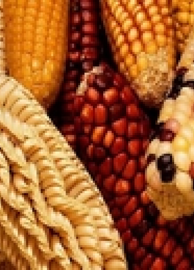 الذرة طعم لذيذة وفوائد كثيرة