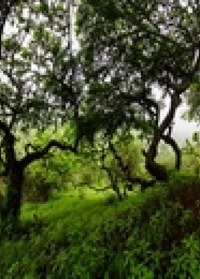 صلالة أيقونة الخريف الخضراء 
