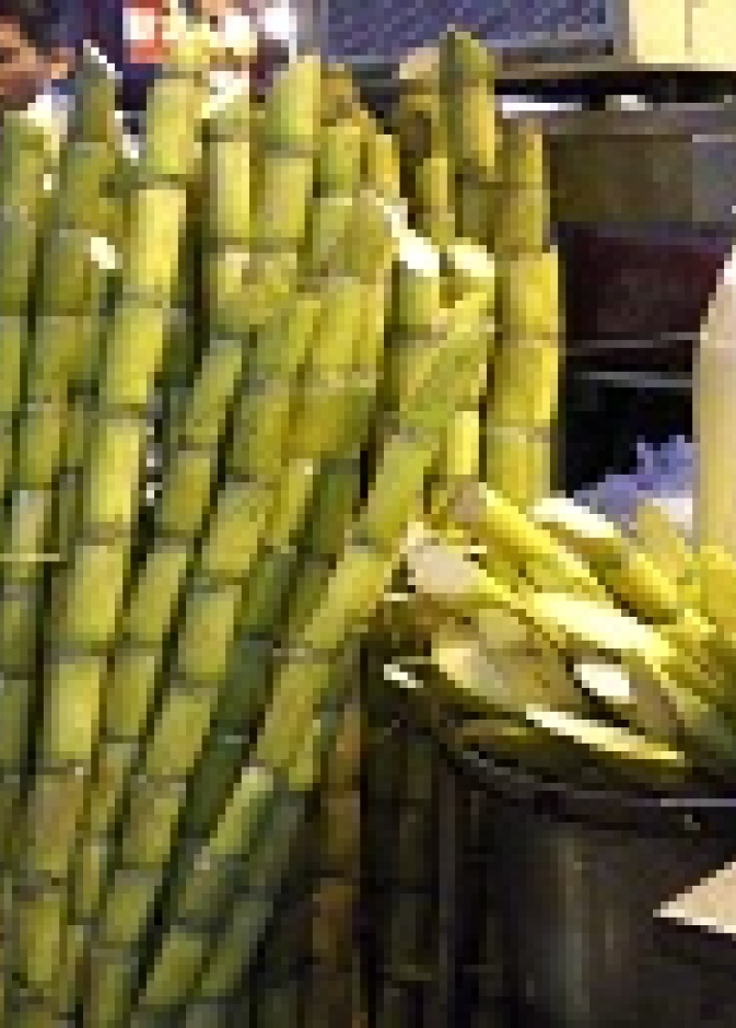 خلاصة قصب السكر تكافح السمنة