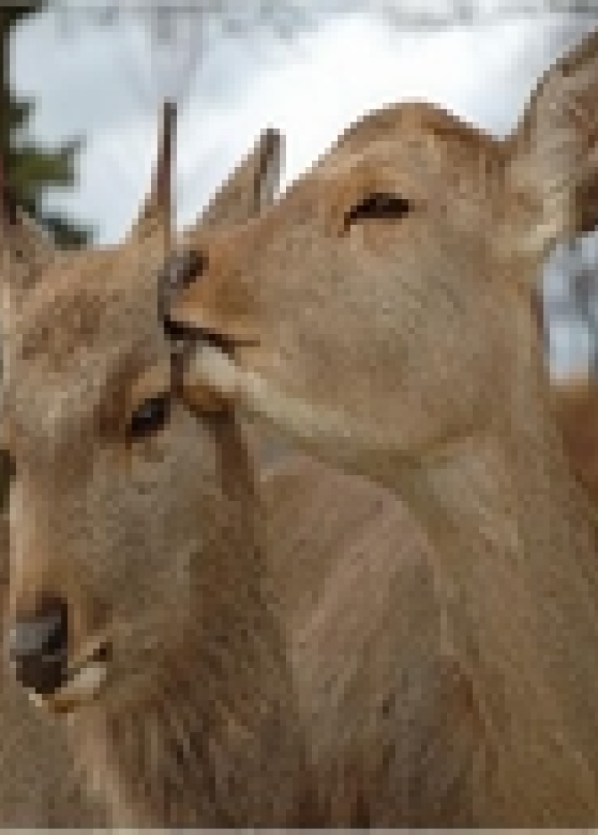 نارا أبرز المدن في خريطة السياحة اليابانية