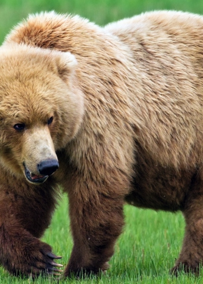 فيديو / دبة مفترسة تطارد رجلا في منزله