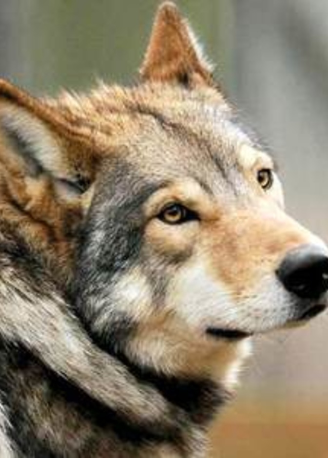 تنامي ظاهرة تربية الحيوانات المفترسة داخل المنازل في الإمارات