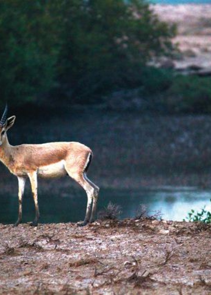 جزيرة السينية في أم القيوين