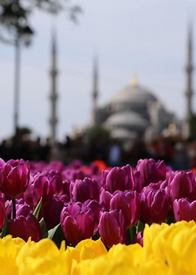 نظرة على مهرجان التوليب في اسطنبول 2016