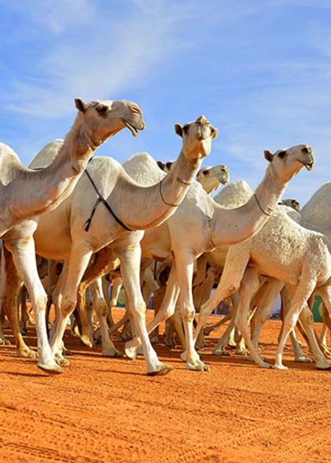 مهرجان جائزة الملك عبدالعزيز لمزايين الإبل .. تظاهرة تراثية ورياضية و ثقافية 