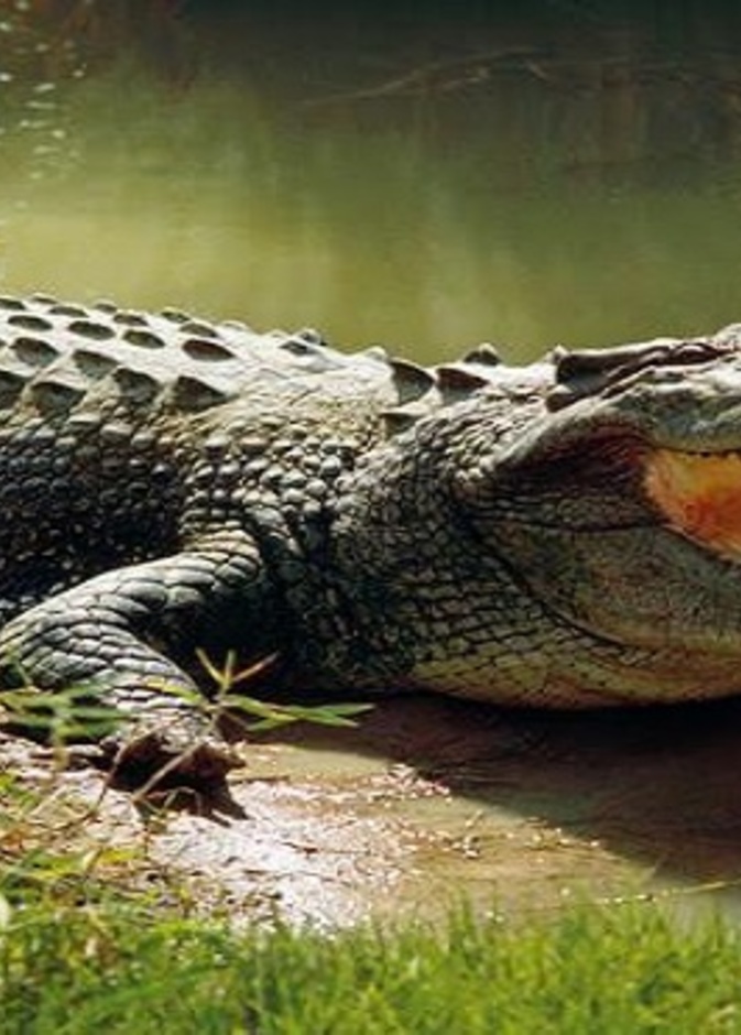 شرطة تكساس تحذر من انتشار التماسيح