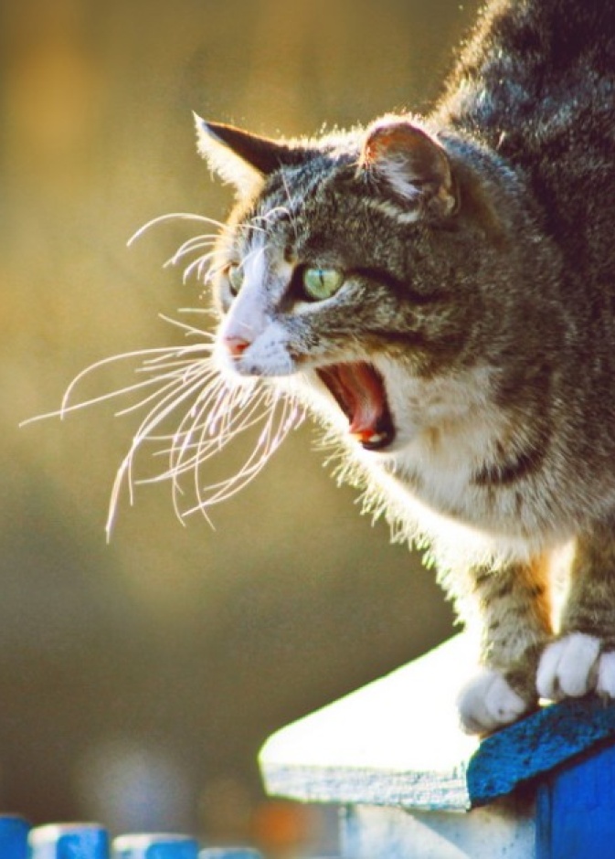 بلدية المدينة تنقذ قط من إرتفاع ١٠ أمتار