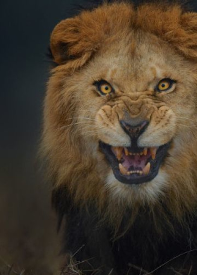 اسد يهاجم طفلا عمره سنتين في حديقة حيوان