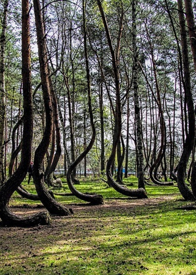 غابة Crooked في بولندا