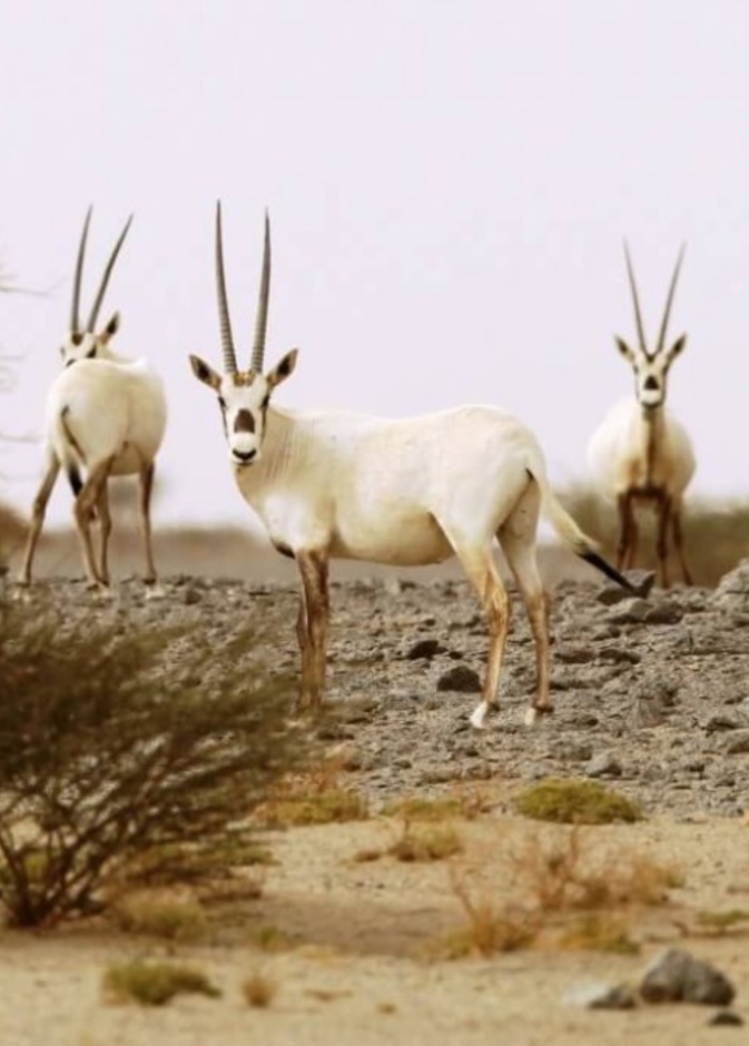 محمية محازة الصيد