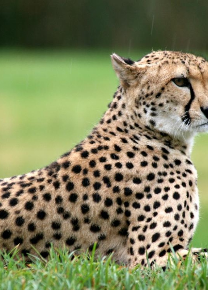 فهد شارد يتجول في مدرسة ابتدائية