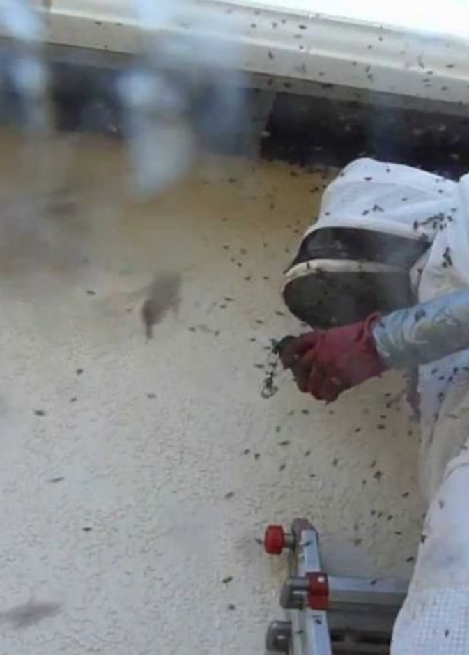 سرب نحل قاتل يفتك بكلبين وصاحبهما