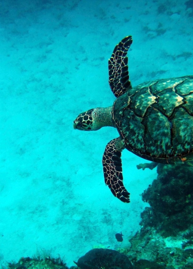 Arrecifes de Cozumel
