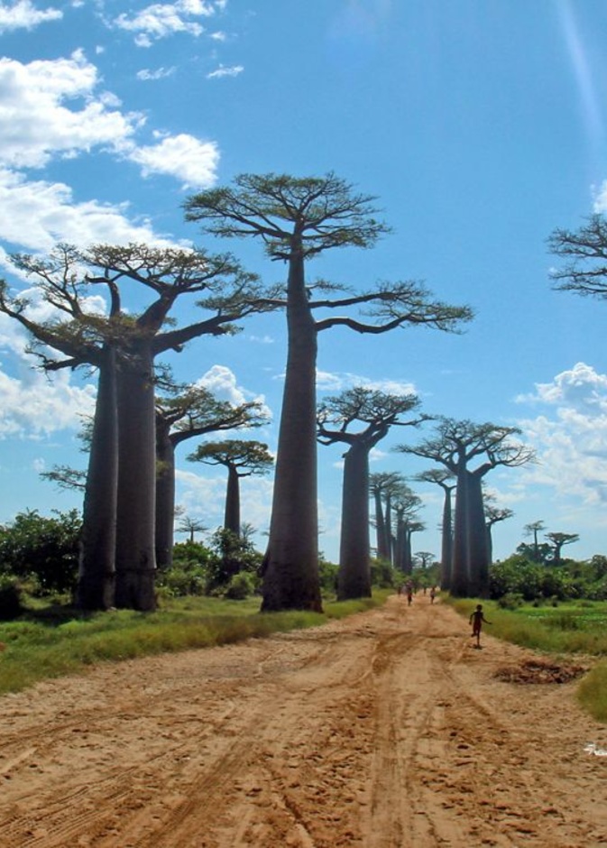 وادي الباوباب في مدغشقر