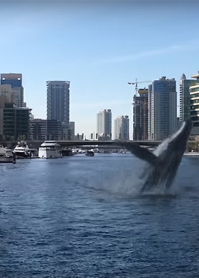 فيديو.. قرش دبي مارينا بين مصدق ومشكك! 